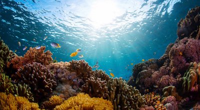Hawaiian coastline and coral reef